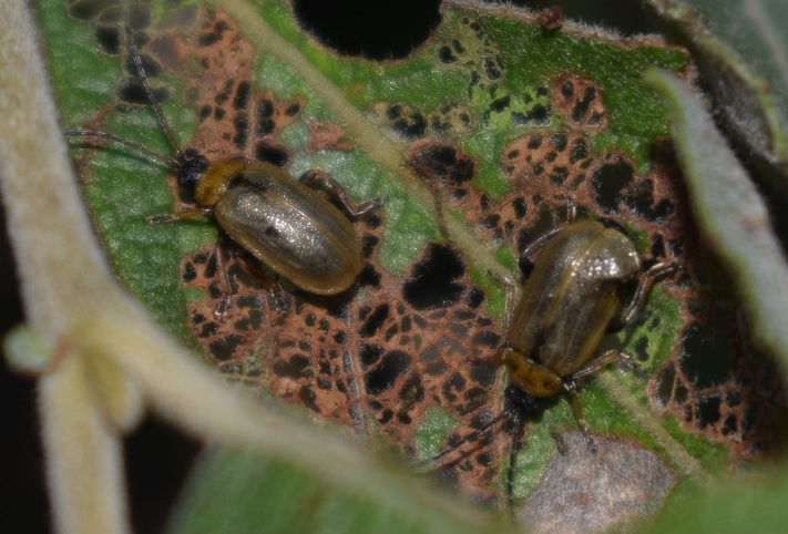 Chrysomelidae: Galerucella sp.?  No, Lochmaea cfr. caprea